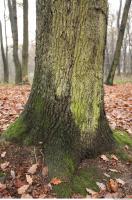 tree bark mossy 0015